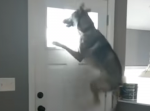驚異のジャンプ力！ご主人が帰ってきて大喜びの愛犬の行動が面白すぎる