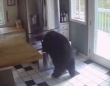「お願い、せめて閉めて行って！」留守中に家に侵入した熊、冷蔵庫からラザニアを失敬していく