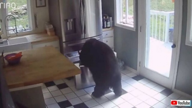 「お願い、せめて閉めて行って！」留守中に家に侵入した熊、冷蔵庫からラザニアを失敬していく