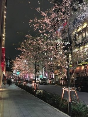 桜ﾊﾞﾙ3