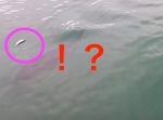 魚のエサを奪ったカモメが、予想外の逆襲にあう！！