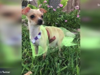 ビヨンセのマタニティ写真を真似する犬が「かわいい！」と話題に