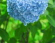 「見つけた人ラッキー」「なんだか心がホッコリ！」　珍しい〝カタチ〟の紫陽花に1.1万人ビックリ