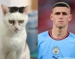 フィル・フォーデン？イギリスのサッカーファンが釘付けになった激似の猫