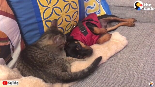 puppyadoptkitten5_640