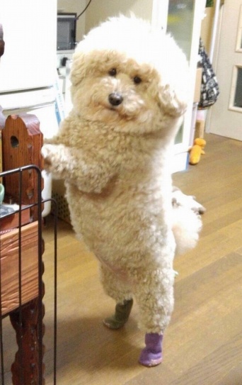 ペケこ 1日目A-16b（＠pepekekeko）さんのツイート