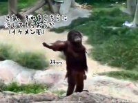 イケメンアイドル風にポーズをとり、ファンから貢ぎ物をもらうオランウータンのいる風景
