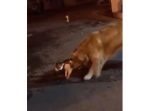 『ケンカはだめよ〜！』殺気立つ猫を強制連行するワンちゃん。