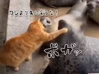 アザラシの餌場を取り仕切る猫。餌をもらったアザラシに猫パンチの制裁