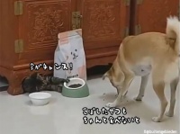犬がこぼれた餌を食べている隙に本体のフレッシュな方を横取りする猫