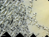 溶けたホワイトチョコレートのようにクリーミーな火星の北極地帯の写真