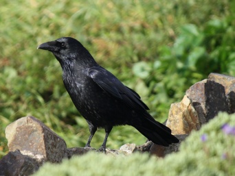 画像はイメージです（jans canonさん撮影、Flickrより）