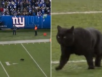 そろそろ出番かな？フットボールの試合に乱入した猫、華麗なタッチダウンを決めて劣勢チームを逆転に導く（アメリカ）