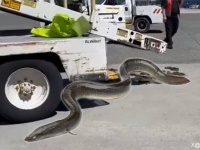 空港で生きたウナギがニュルニュル、貨物トラックの箱から流出