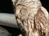 車道のど真ん中で「目を閉じて動かないフクロウ」発見　眠ってる？保護すべき？野鳥救護のプロに聞く