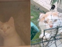 夜、外から覗かれるとビックリするよ！居候猫ダルタニャン、その夜と昼の顔が違い過ぎる？
