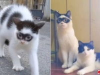 遺伝子ってなんて不思議！まるで仮面をかぶった猫、子供もそっくりの顔になる