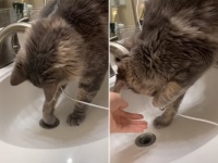 猫の手は有能！洗面所の排水口に落ちた指輪を見事取り出した猫の職人技