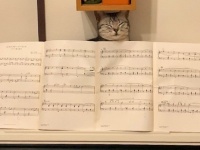演奏に集中できるわけがない！　　楽譜の上からお顔が「ぬっ」...飼い主の気を引こうとするニャンコが可愛すぎ