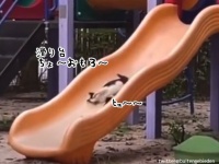 猫も滑り台が好き。何度も登ってはヒュル～ン！を楽しむ