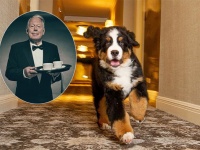 犬好き必見！高級リゾートホテルが看板犬にお仕えする「執事」を募集（アメリカ）