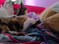 子猫の「お姉ちゃん遊ぼ！…遊ぼう？…遊んでってば！」後ろからのつんつんに気づいてもらえなくて実力行使