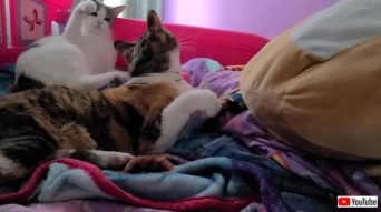 子猫の「お姉ちゃん遊ぼ！…遊ぼう？…遊んでってば！」後ろからのつんつんに気づいてもらえなくて実力行使