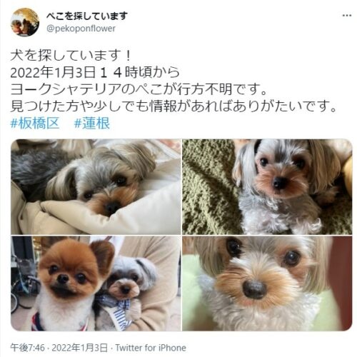 ヨークシャー・テリア　ぺこ捜索