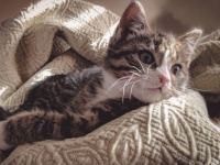 なぜ猫は飼い主のベッドに入ってくるのか？そこには猫なりの愛があった！【ニャンコハック】
