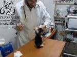 お医者さんを警戒してめちゃ怒ってるけど鳴き声がキュートな子猫。