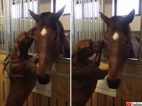 手術を終えたばかりで元気のない馬を懸命に励まそうとする犬