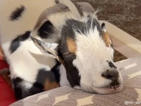 犬かと思ったらヤギだった！クッションに頭を乗せてお昼寝するヤギの幸せそうな顔！