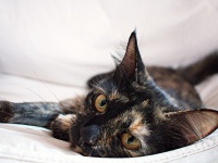 「同僚に猫の悪口を言われたんだけど…」愛猫をけなされたスレ主の投稿に反響が集まる