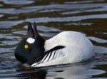 【なぞ動物】うさぎダックかな？　水に浮かぶ生命体に騒然