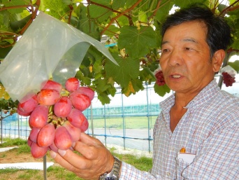 育成中の新ブドウ、バイオレットキングと飯塚さん