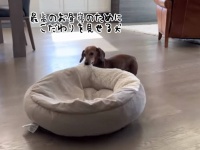 最高のお昼寝を追求するために、ベッドをずるずる運ぶ犬
