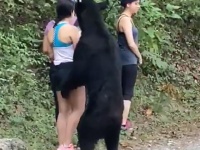 背後にクマー！熊が超絶接近するも動じずに、ツーショット自撮りまで成功した女性グループ（メキシコ）