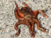 ​ロボットの常識を覆すなめらかに動くロボットを研究。タコを参考に