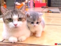 これはもう可愛さ大爆発！マンチカンのママと子猫のキュートな動画に癒されたい！
