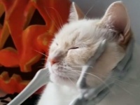 ハロウィンやし、こんなんどう？骸骨にモフられて恍惚の猫