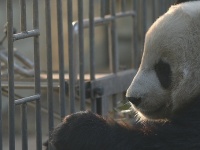 ジャイアントパンダ、絶滅危惧種リストから外れる