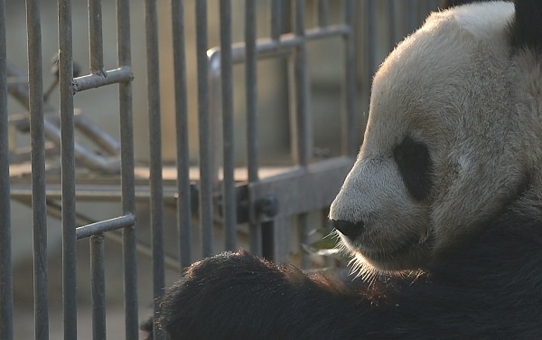 ジャイアントパンダ、絶滅危惧種リストから外れる