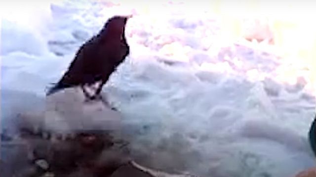 frozenbird6