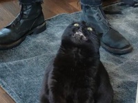 一体何を見た？黒猫の見せた驚愕の表情に海外掲示板も盛り上がっていたよ