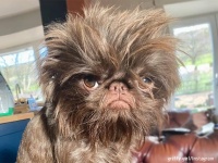 グレムリンのギズモみたい！不機嫌そうな顔をした犬が注目集める