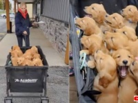 「みんな仲良く順番ね！」12匹のゴールデンの子犬たちが、まとめて健康診断にやって来た