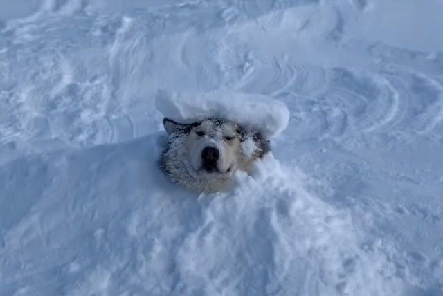 snowdog6_e