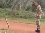 【神技】兵士がキングコブラを捕まえる方法