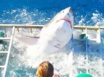 まさに危機一髪！　ケージを破って侵入したサメから生還したダイバー