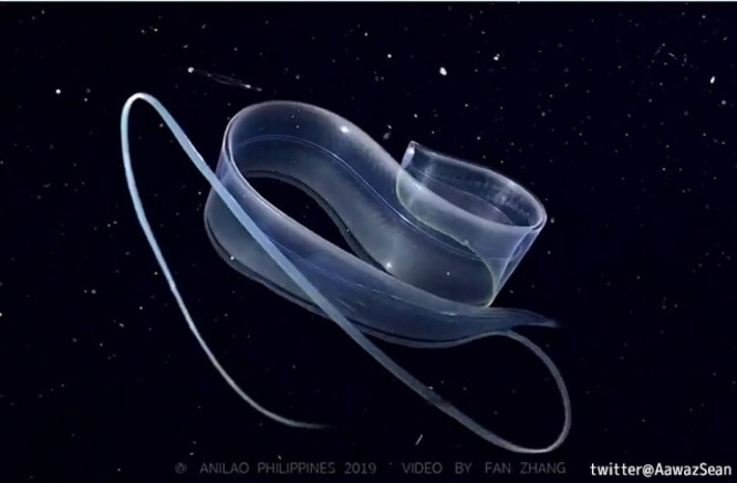 透明絢爛！ウナギの幼生「レプトケファルス」が水中で魅惑のダンス